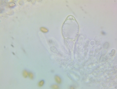 Agrocybe vervacti