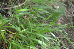 Dichanthelium leibergii