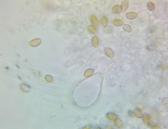 Agrocybe vervacti