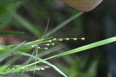 Dichanthelium leibergii