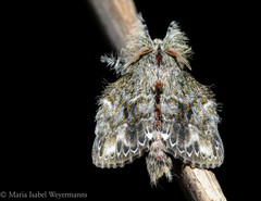 Euglyphis submarginalis