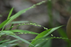 Dichanthelium leibergii