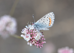 Euphilotes enoptes bayensis