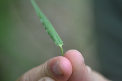 Dichanthelium leibergii