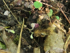 Aristolochia reticulata