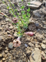 Silene chlorifolia