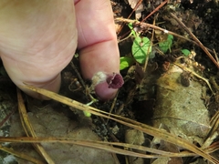 Aristolochia reticulata