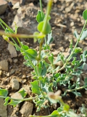 Silene chlorifolia