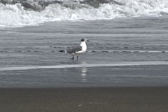 Leucophaeus pipixcan