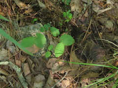 Aristolochia reticulata