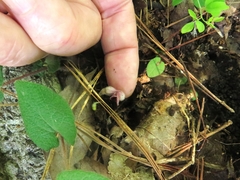 Aristolochia reticulata