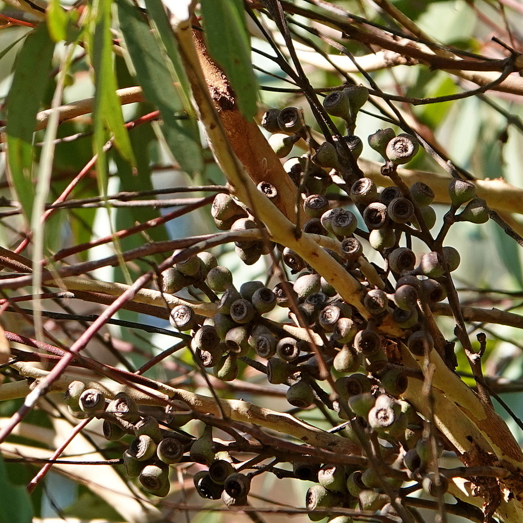Eucalyptus muelleriana; photograph (c) Max Campbell, some rights reserved (CC BY)