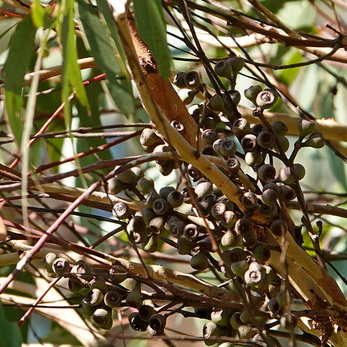 Yellow Stringybark (Eucalyptus muelleriana)
