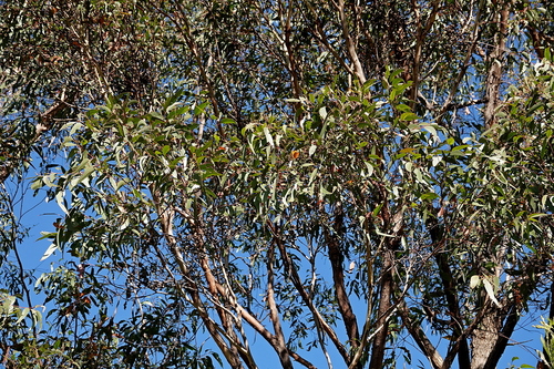 Image of Eucalyptus muelleriana by (c) Max Campbell, some rights reserved (CC BY)