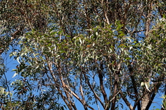 Eucalyptus muelleriana