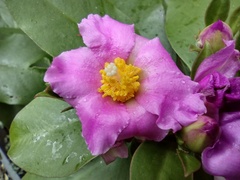 Pereskia grandifolia