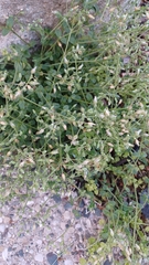 Cerastium fontanum