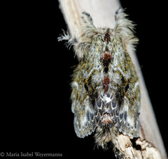 Euglyphis submarginalis