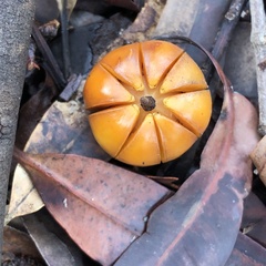 Petalostigma