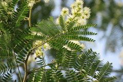 Albizia tomentosa