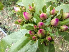 Pereskia grandifolia