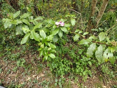 Pereskia grandifolia
