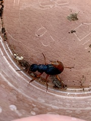 Dinothenarus saphyrinus