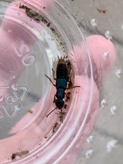 Dinothenarus saphyrinus