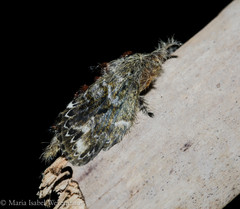 Euglyphis submarginalis