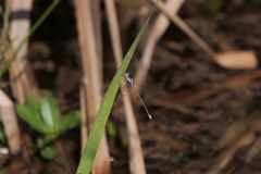 Lestes spatula