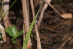 Lestes spatula