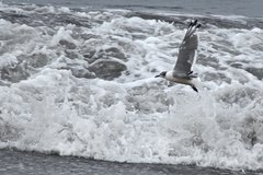 Leucophaeus pipixcan