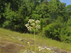 Ptilimnium nuttallii