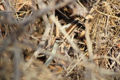 Salvadora lemniscata