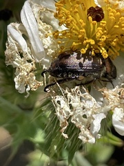 Strigoderma arbicola