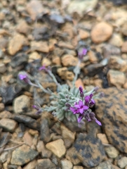 Boechera serpenticola