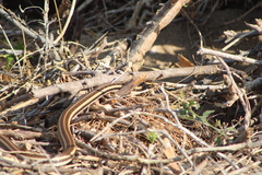 Salvadora lemniscata