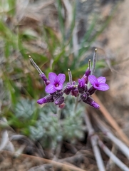 Boechera serpenticola