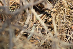 Salvadora lemniscata