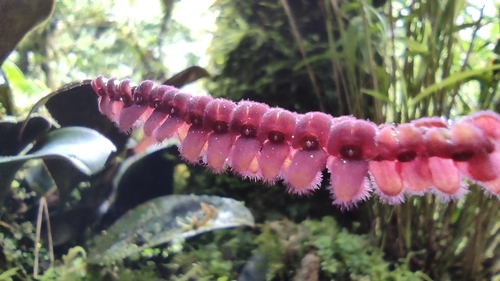 Stelis adrianae