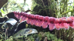 Stelis adrianae
