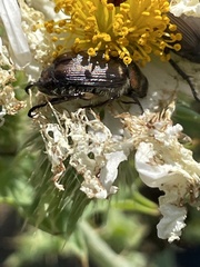 Strigoderma arbicola
