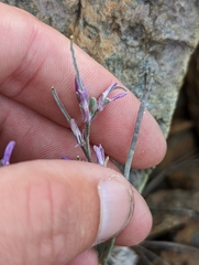 Boechera serpenticola