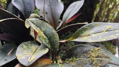 Stelis adrianae, photograph (c) Frank Dietze, some rights reserved (CC BY)