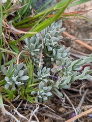 Boechera serpenticola