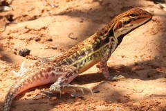 Ctenophorus isolepis