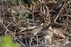 Salvadora lemniscata