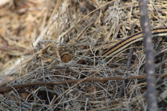Salvadora lemniscata
