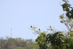 Amazona albifrons