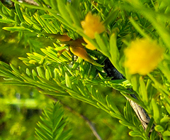 Taxodiomyia taxodii